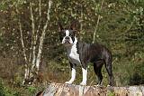 BOSTON TERRIER 049